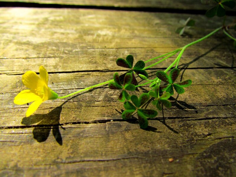 Yellow Flower on Wood — Serene