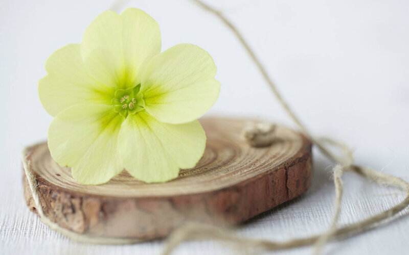 Yellow Flower on Wood Slice