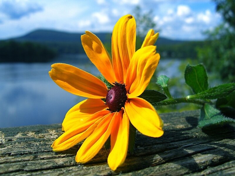 Yellow Flower on Wood