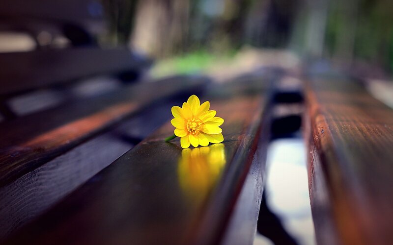 Yellow flower on wooden bench