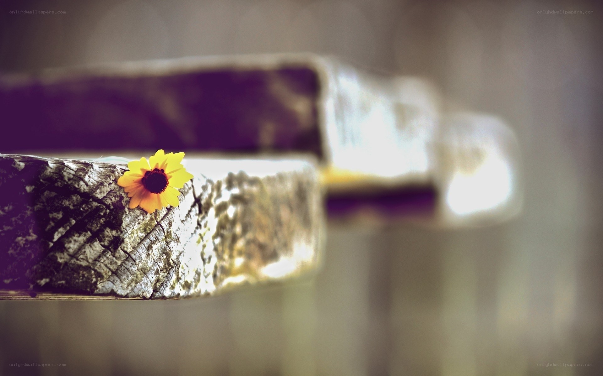 Yellow flower on wooden bench
