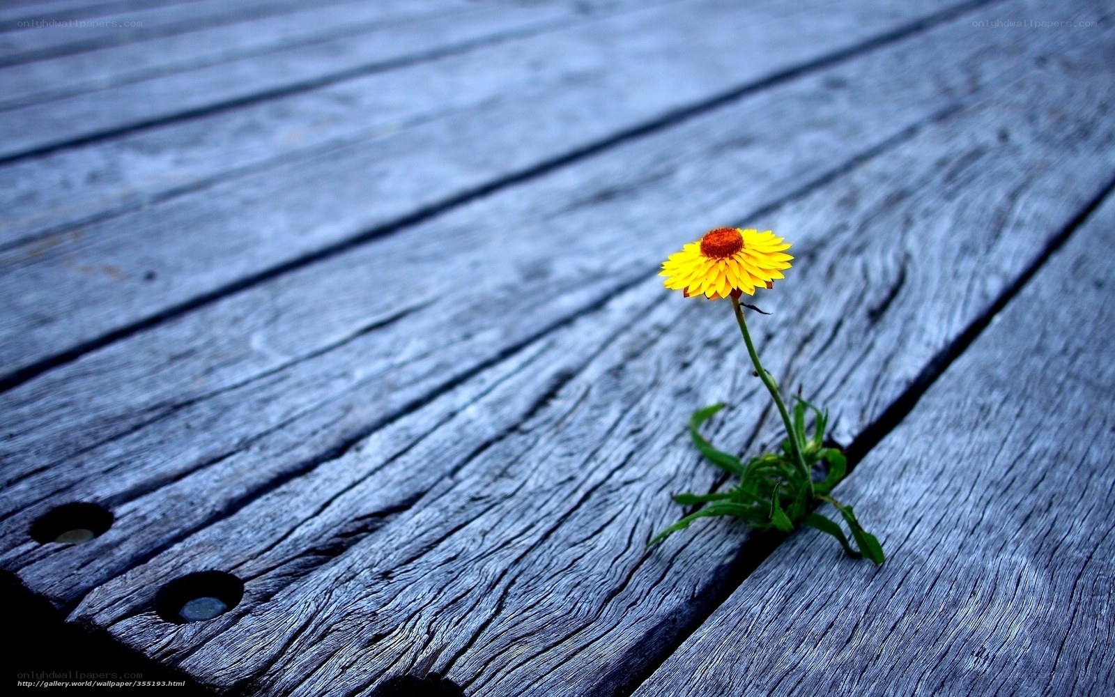 Yellow flower on wooden deck