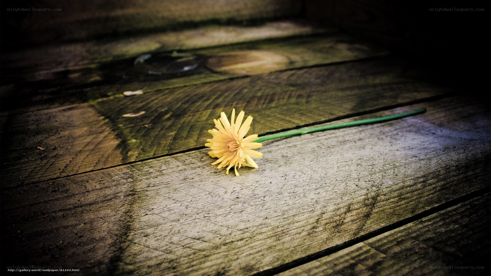 Yellow flower on wooden planks
