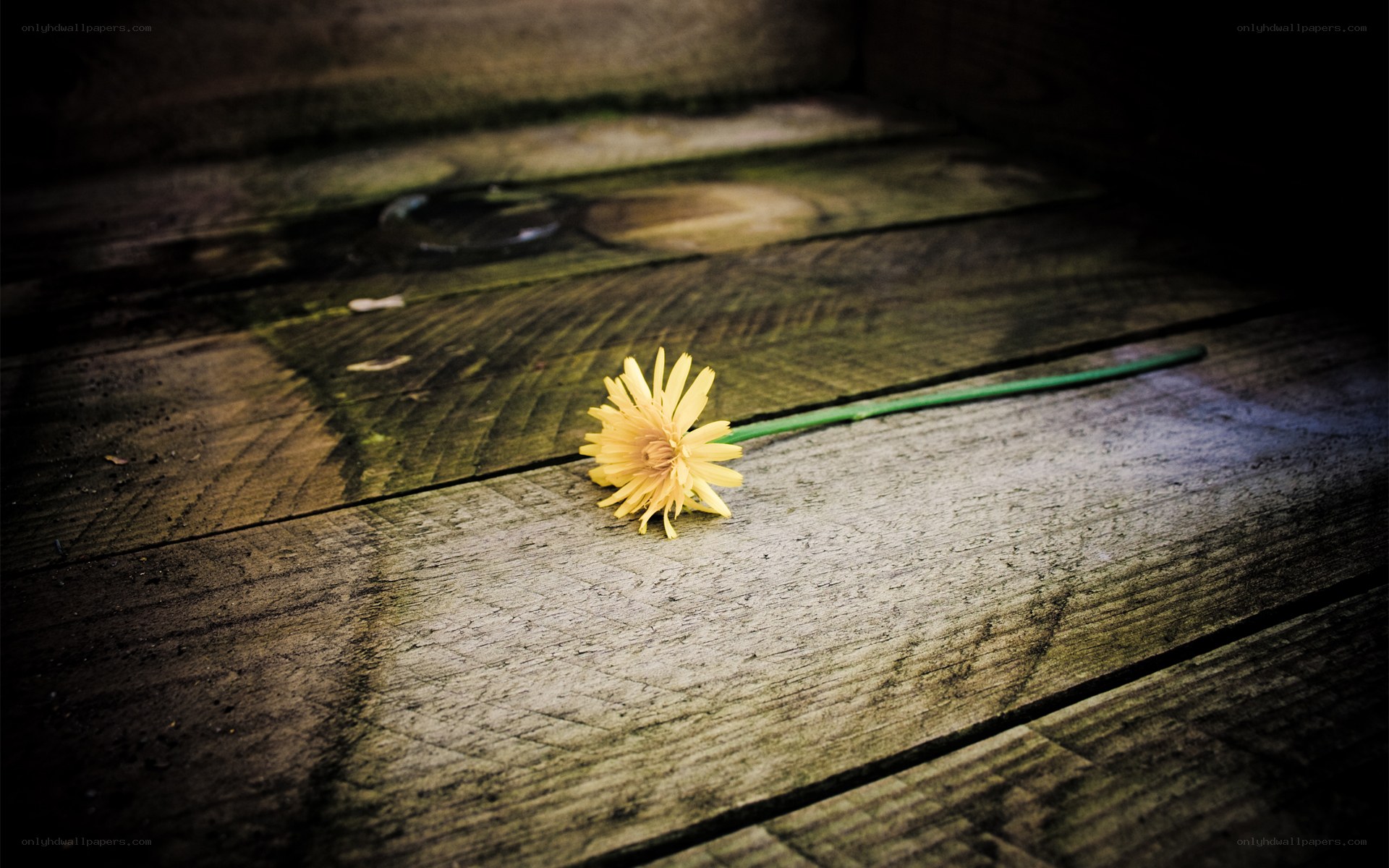 Yellow flower on wooden surface