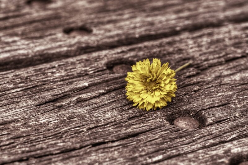Yellow flower on wooden surface