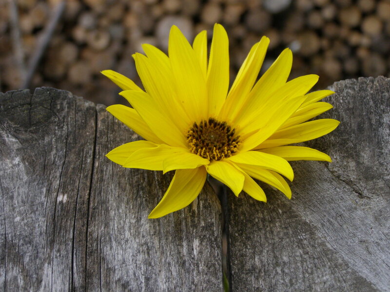 Yellow flower on wooden surface