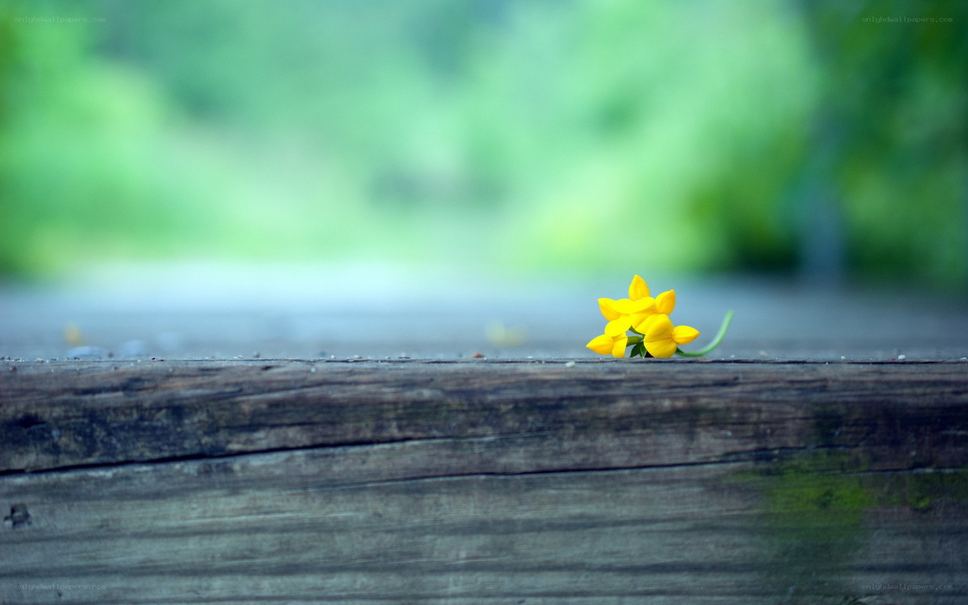 Yellow flower on wooden surface