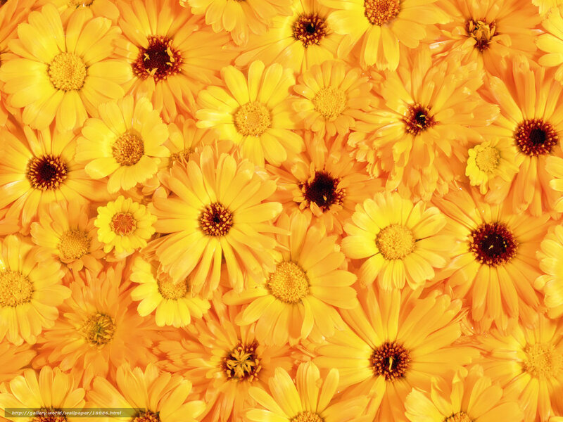 Yellow flower pattern background