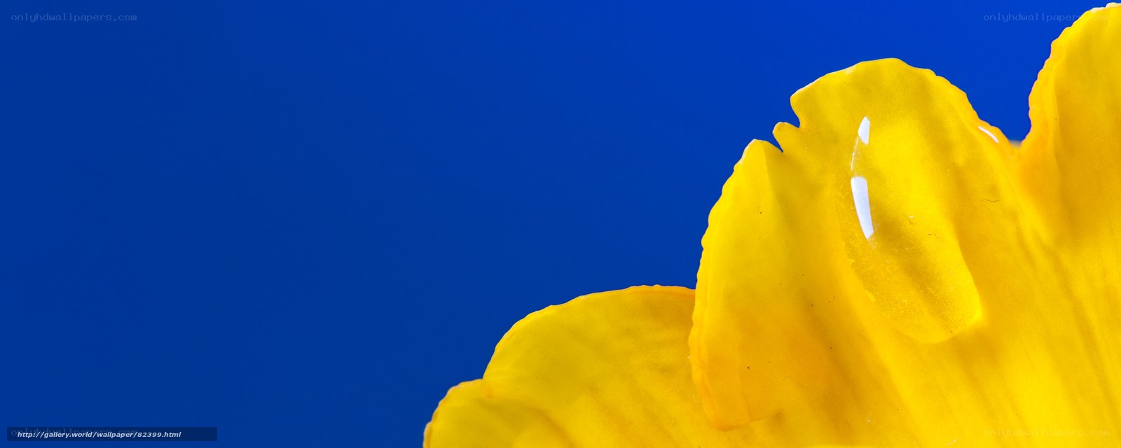 Yellow flower petal close-up