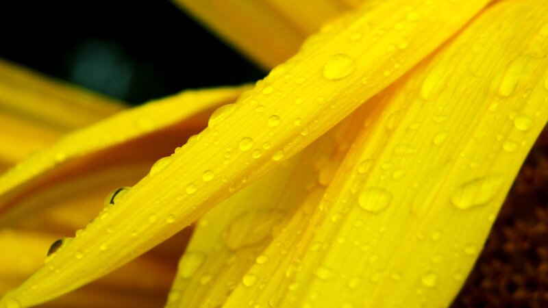 Yellow Flower Petal — Dramatic, Photograph, Water Droplets, Black