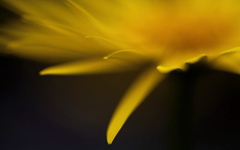 Yellow Flower Petal — Dramatic