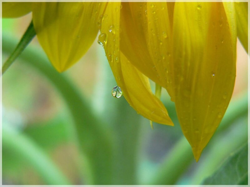 Yellow Flower Petal — Serene, Photograph, Water Droplet