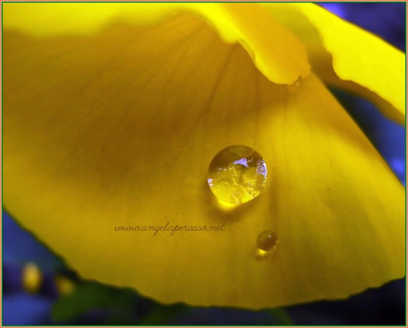 Yellow Flower Petal — Serene