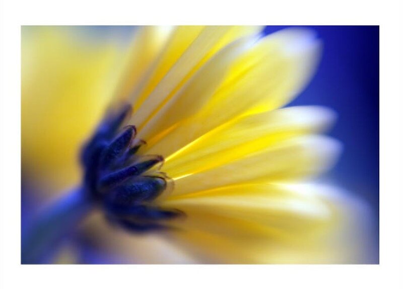 Yellow Flower Petals — Calm