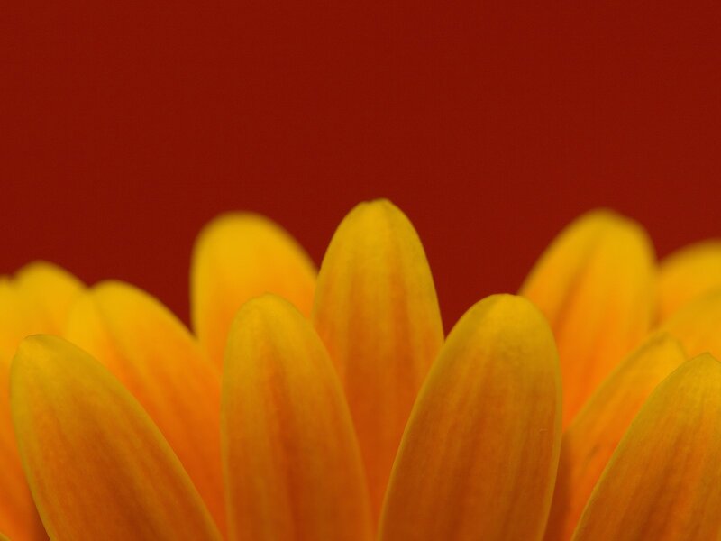 yellow flower petals close-up