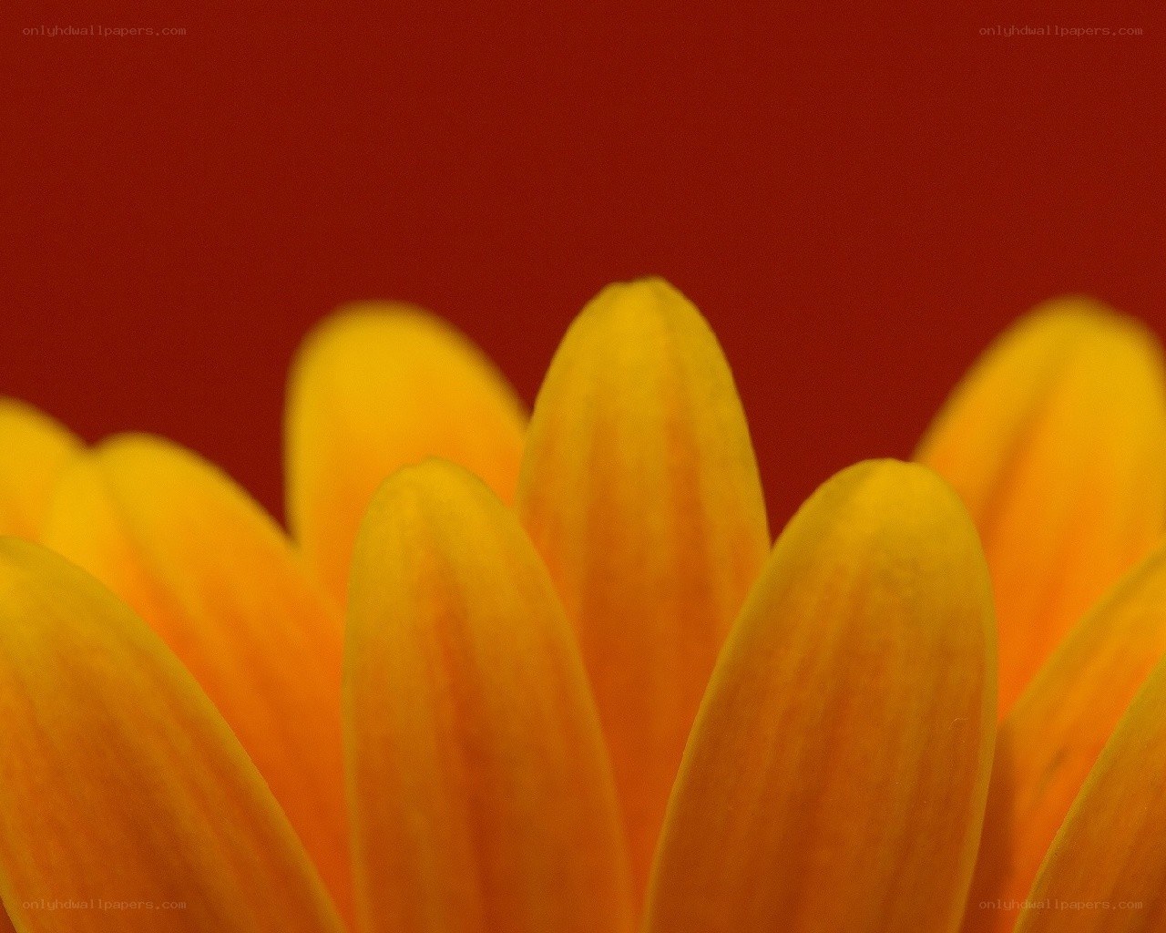 yellow flower petals close-up