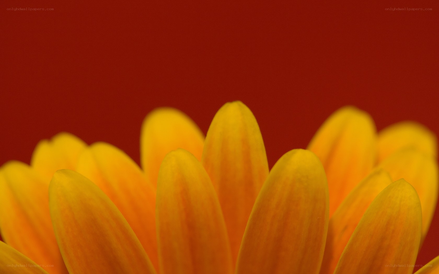 Yellow flower petals close-up