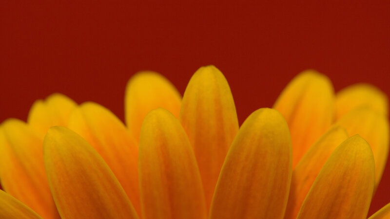yellow flower petals close-up