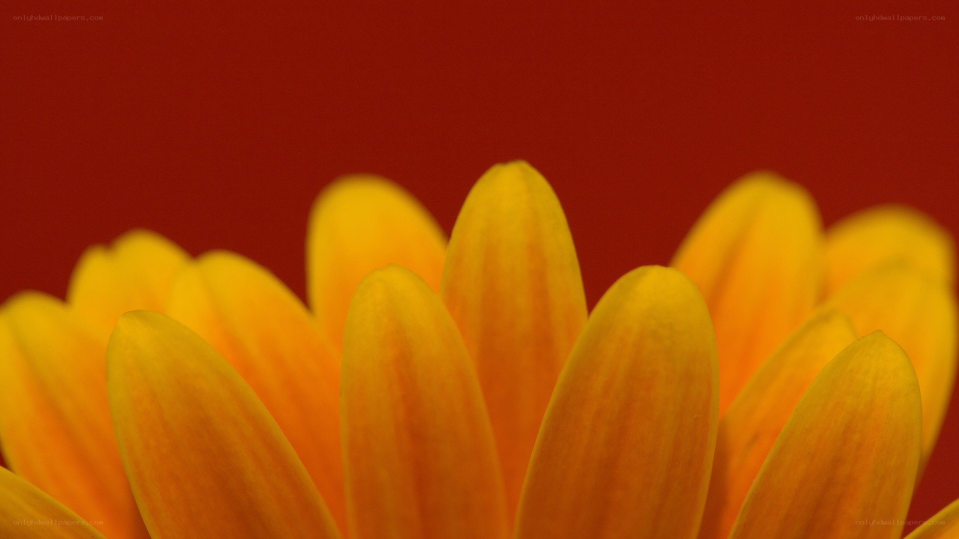 yellow flower petals close-up