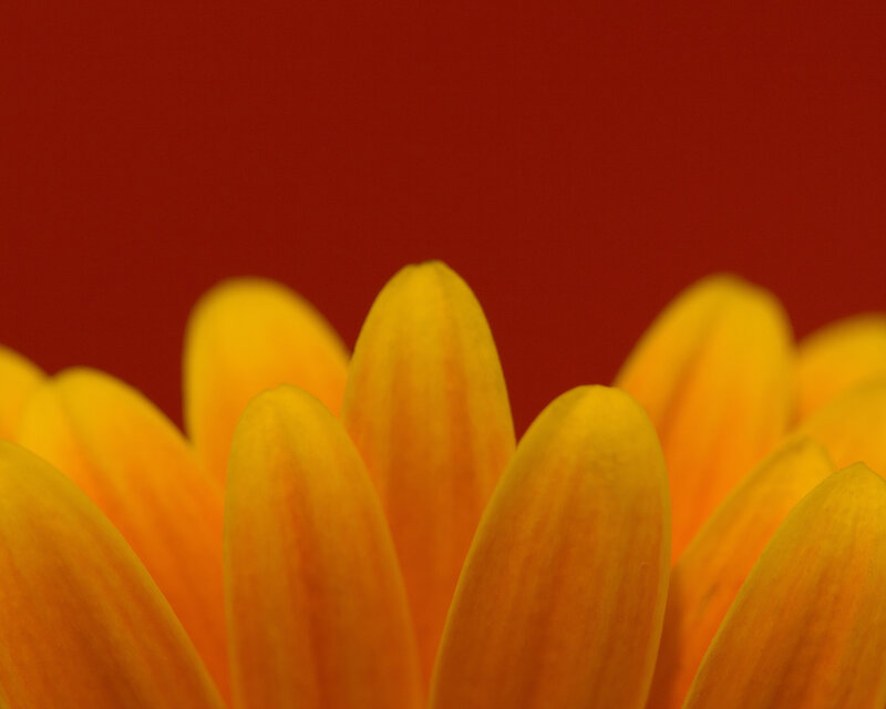yellow flower petals close-up