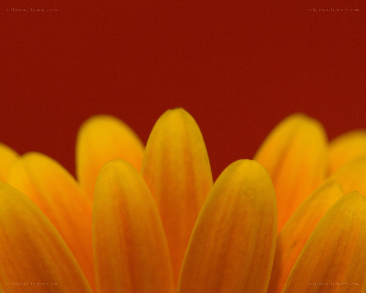 yellow flower petals close-up