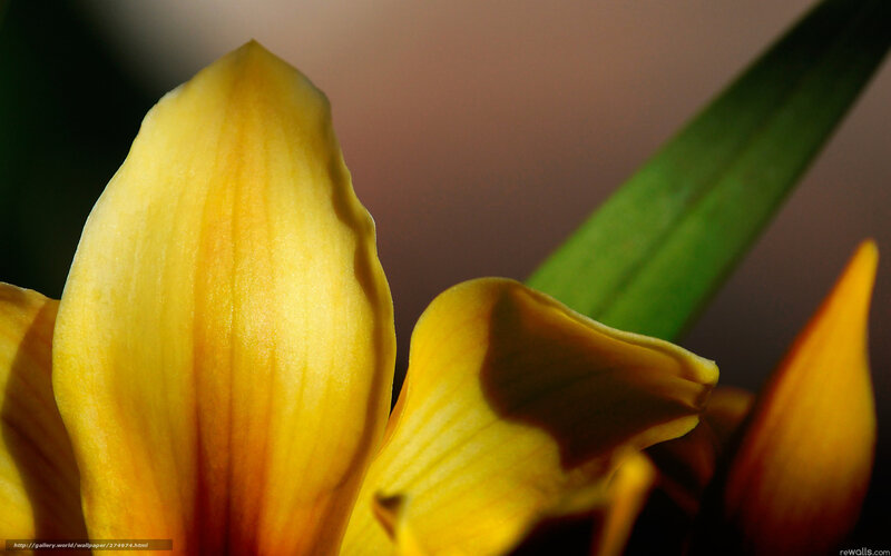 Yellow Flower Petals — Dramatic, Photograph, Green Leaf