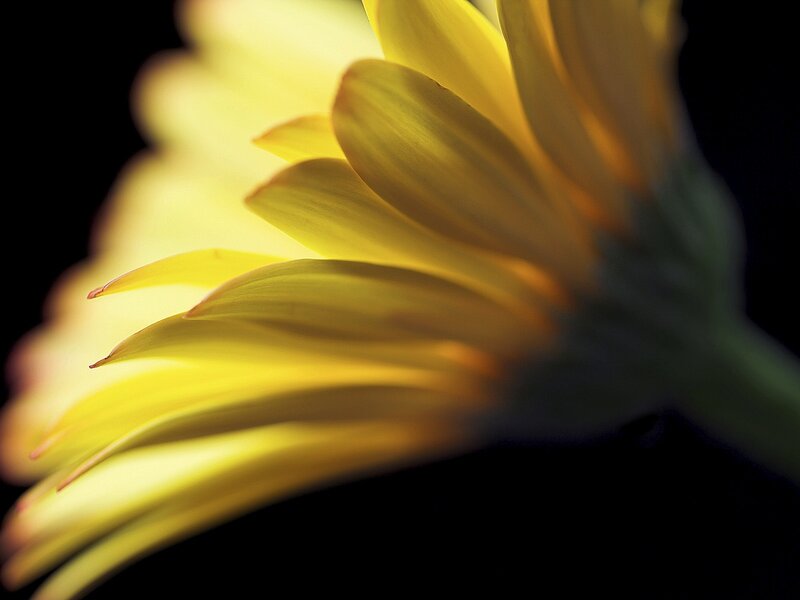 Yellow Flower Petals — Dramatic, Photograph, Stem