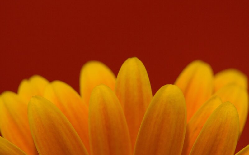 Yellow Flower Petals — Dramatic, Photograph