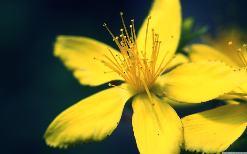 Yellow Flower Petals — Dramatic