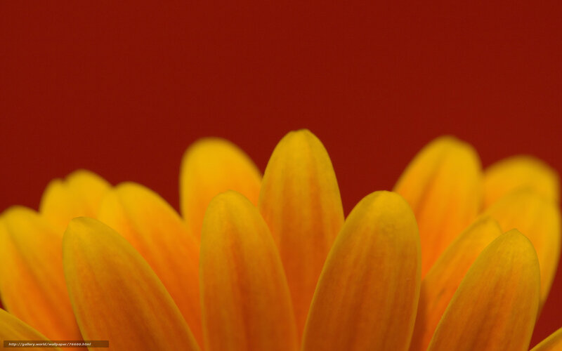 Yellow flower petals on red