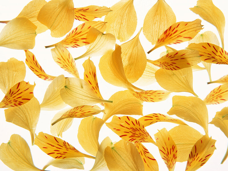 Yellow flower petals scattered