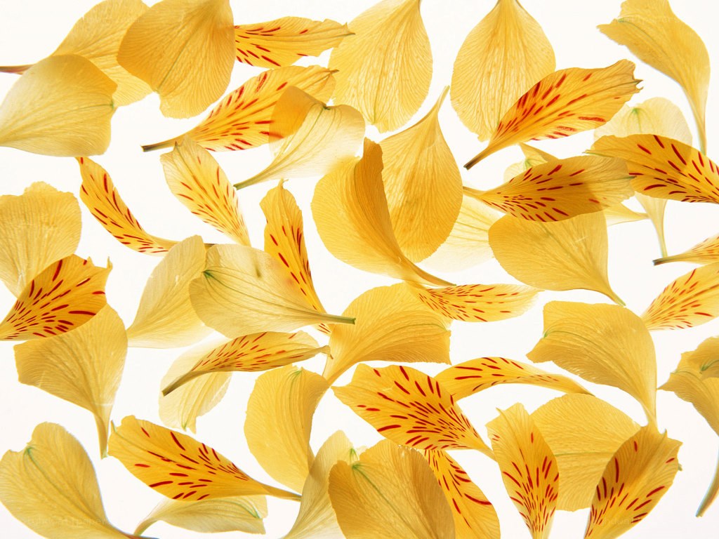 Yellow flower petals scattered