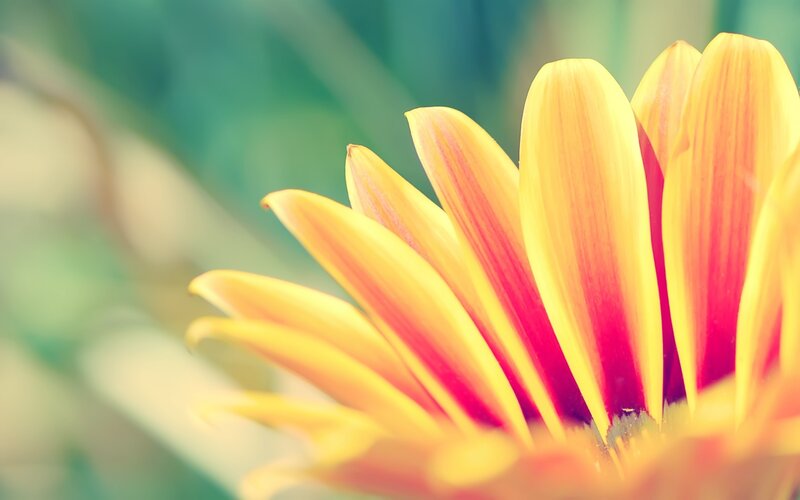 Yellow Flower Petals — Serene, Afternoon