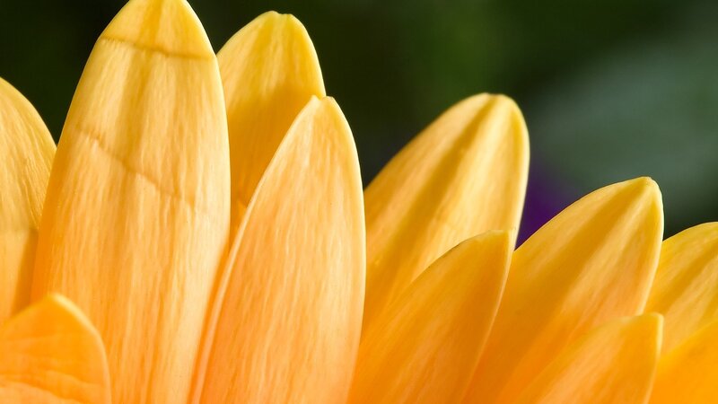 Yellow Flower Petals — Serene, Photograph, Background
