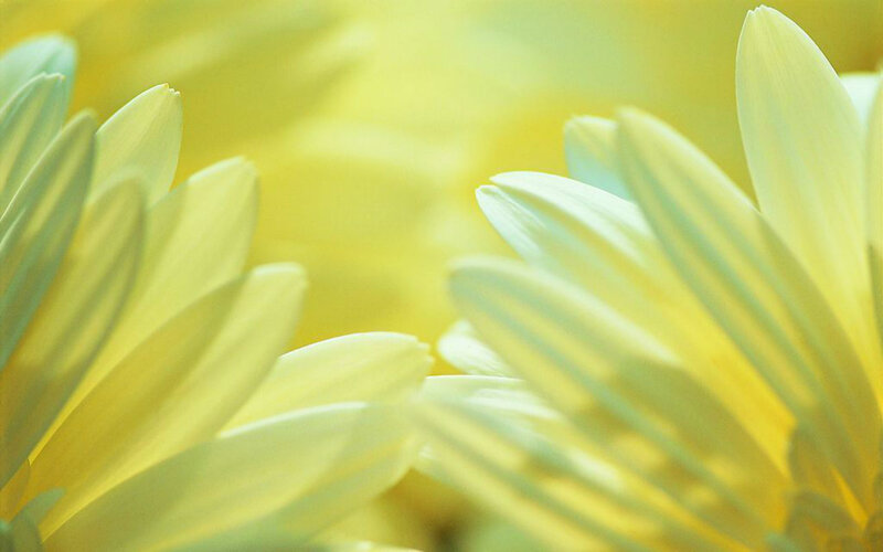 Yellow Flower Petals — Serene, Photograph