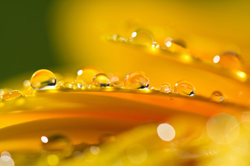 Yellow Flower Petals — Serene