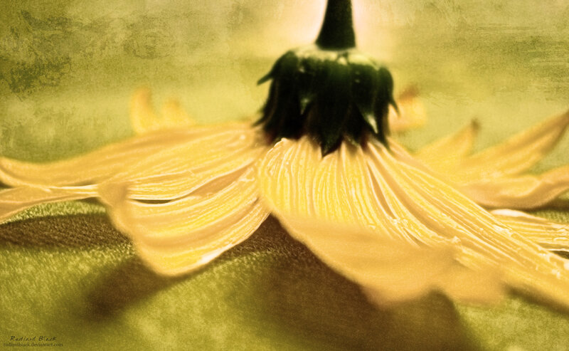 Yellow Flower Petals