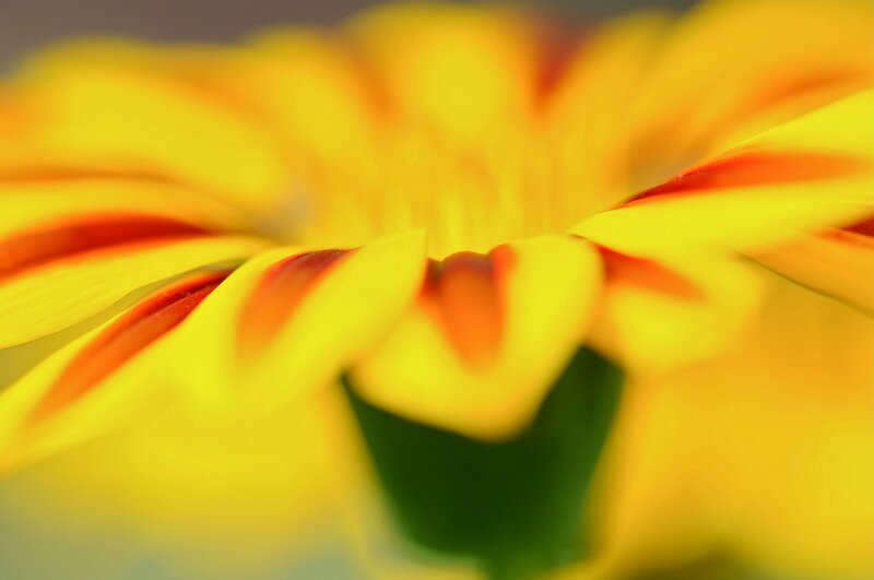 Yellow Flower Petals — Vibrant, Photograph