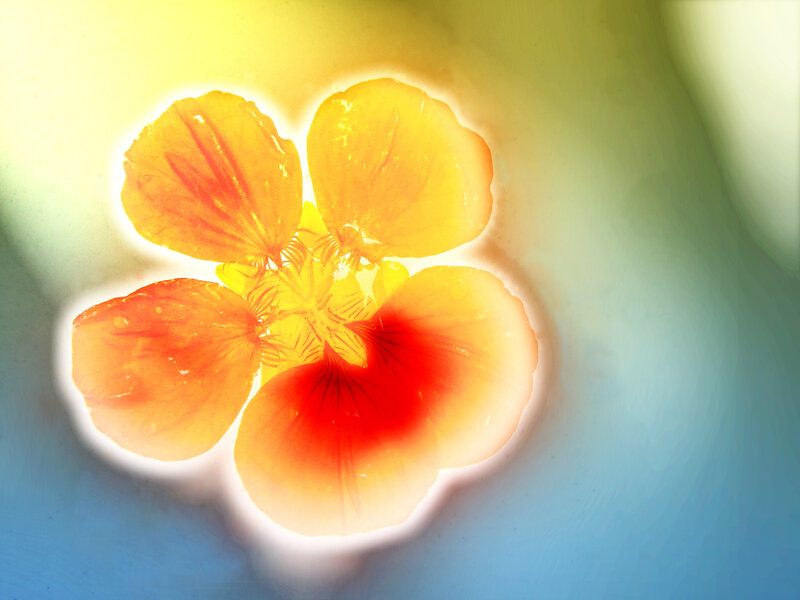 Yellow Flower Petals — Vibrant