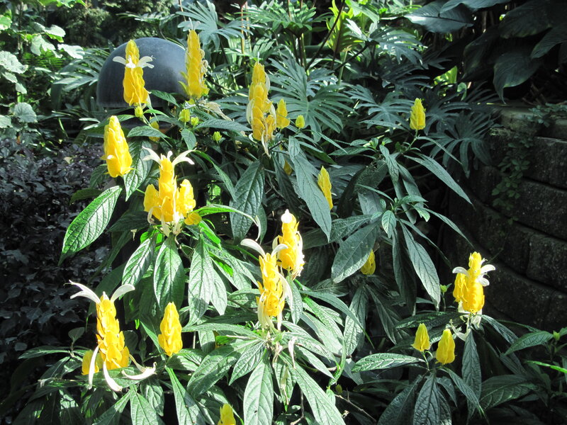 Yellow Flower Plant — Natural, Afternoon