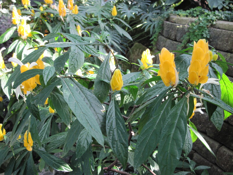 Yellow Flower Plant — Natural