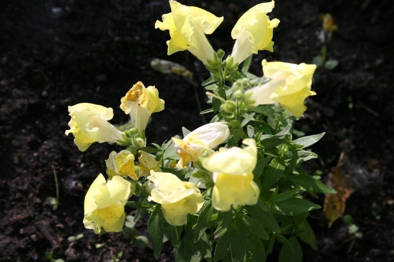 Yellow Flower Plant