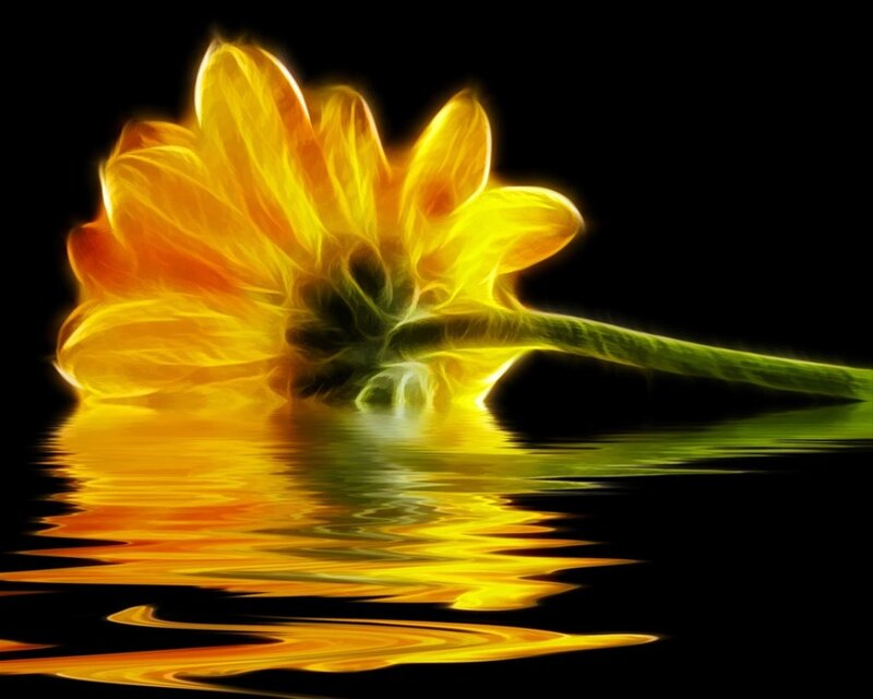Yellow Flower Reflection — Dramatic