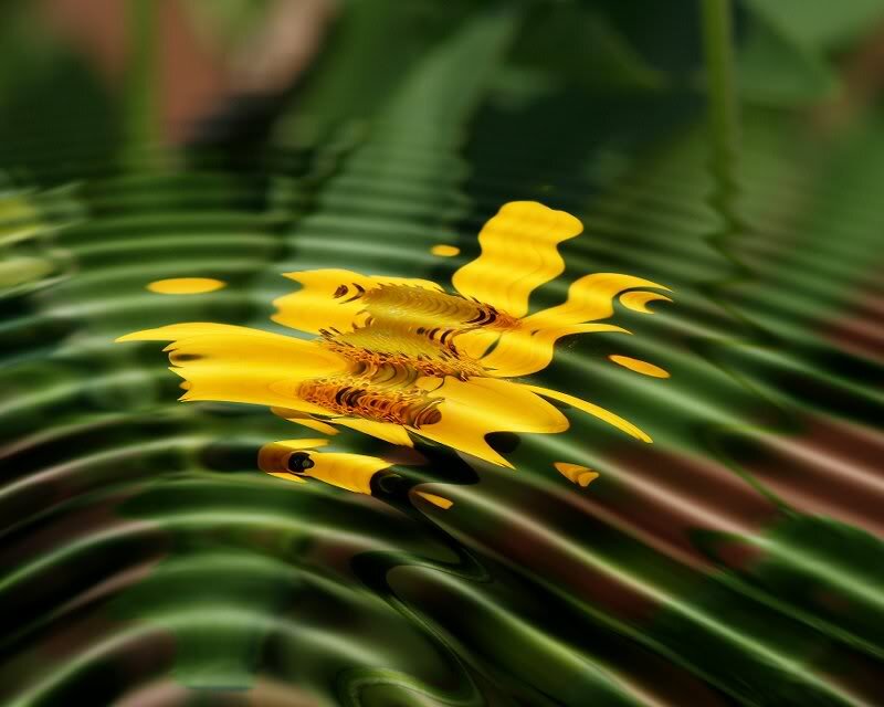 Yellow Flower Reflection