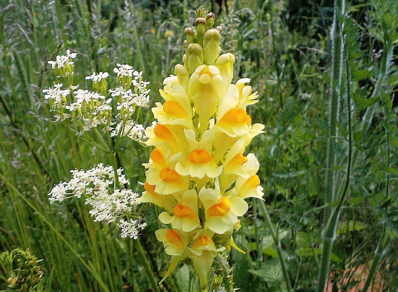 Yellow Flower Spike