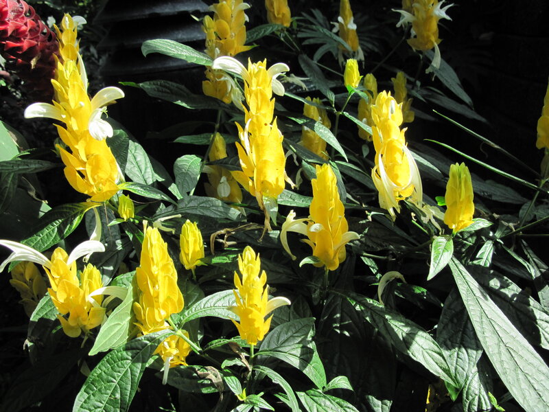 Yellow Flower Spikes — Natural