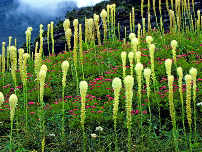 Yellow Flower Spikes — Serene