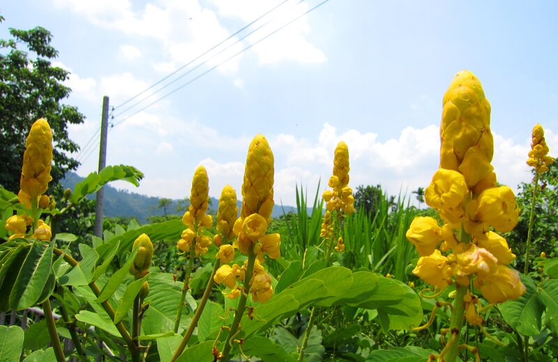 Yellow Flower Spikes