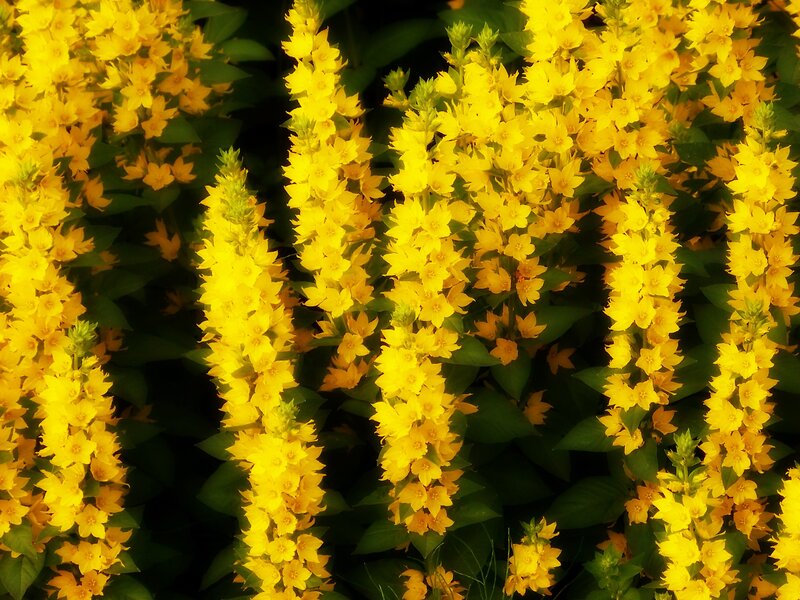 Yellow Flower Spikes — Vibrant