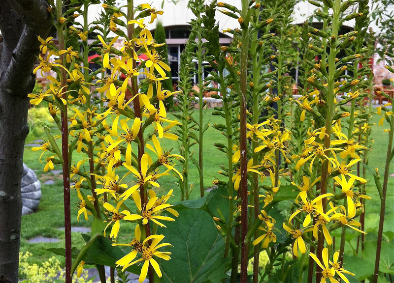 Yellow Flower Stalks